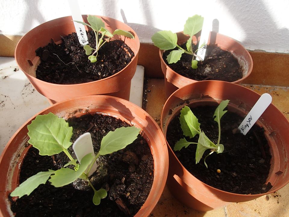 Brassica seedlings